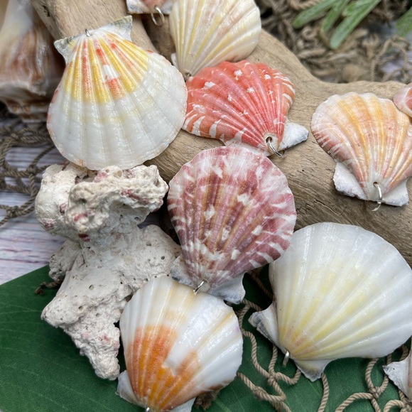 REAL Seashells Scallop Shells Pendants /Charms Lot with silver tone jump rings - Picture 12 of 16